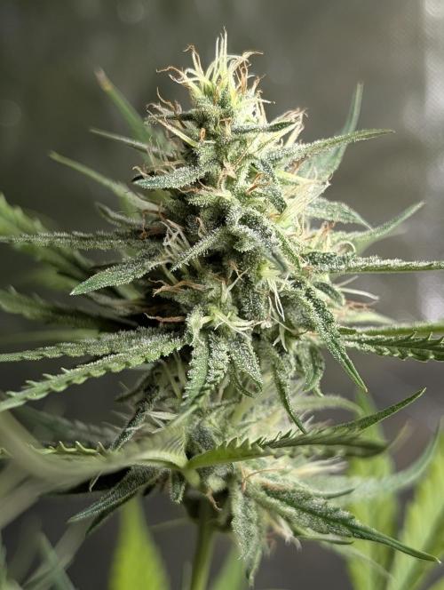 Chemical Candy Auto x3. Week 9