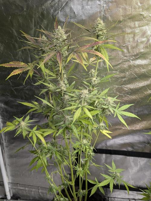 Chemical Candy Auto x3. Week 9 - 2
