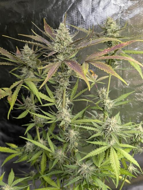 Chemical Candy Auto x3. Week 9