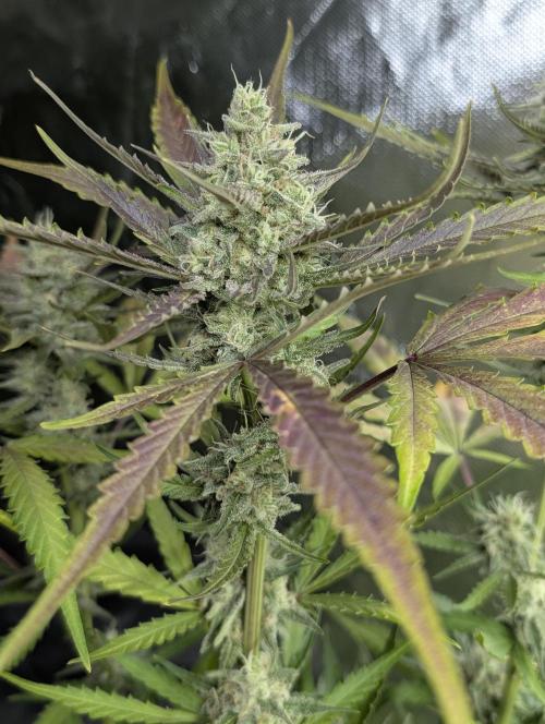 Chemical Candy Auto x3. Week 9