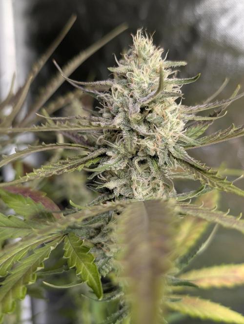 Chemical Candy Auto x3. Week 9