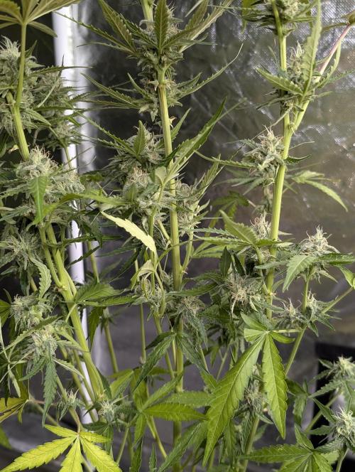 Chemical Candy Auto x3. Week 9