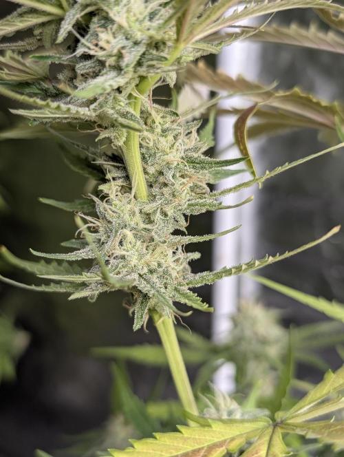 Chemical Candy Auto x3. Week 9