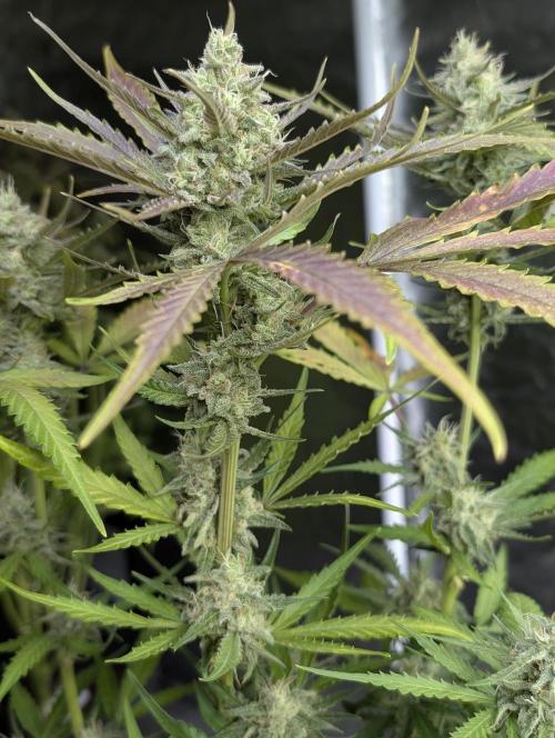 Chemical Candy Auto x3. Week 9
