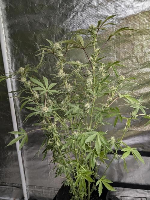 Chemical Candy Auto x3. Week 9 - 3