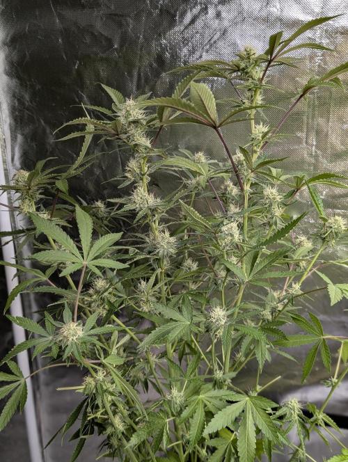 Chemical Candy Auto x3. Week 9