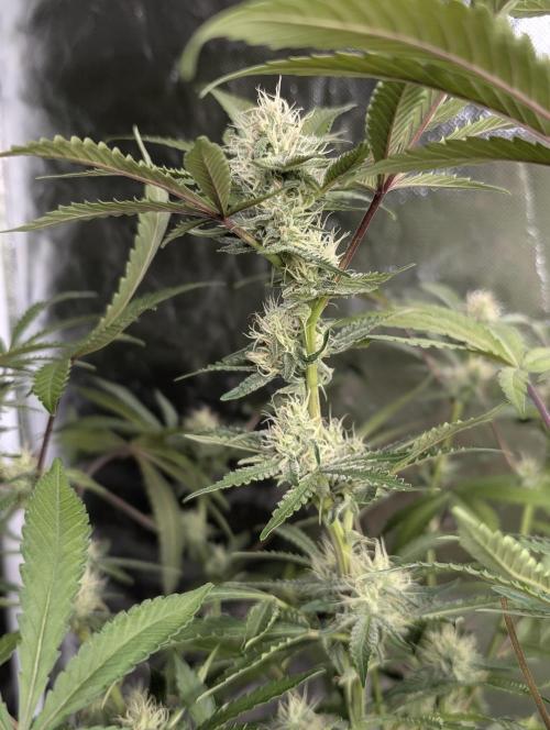 Chemical Candy Auto x3. Week 9
