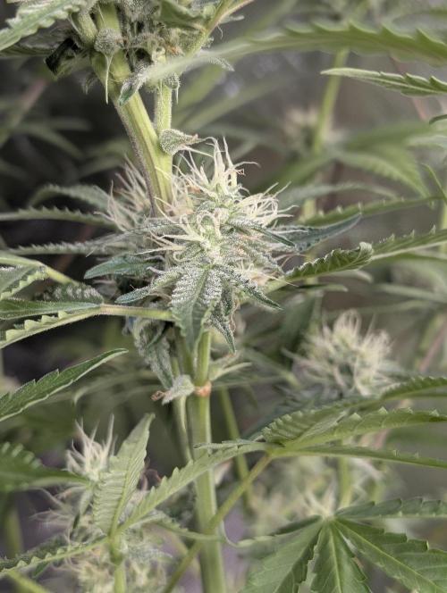 Chemical Candy Auto x3. Week 9