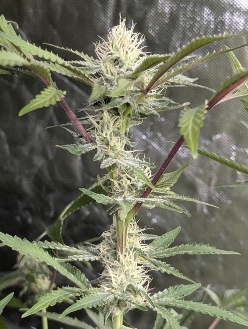 Chemical Candy Auto x3. Week 9