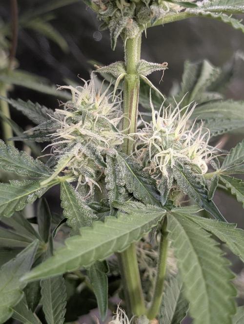 Chemical Candy Auto x3. Week 9