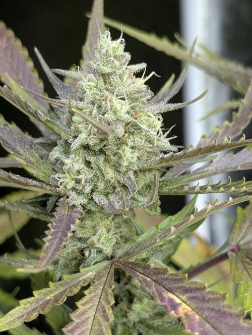 Chemical Candy Auto x3. Week 9