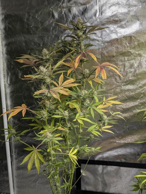 Chemical Candy Auto x3. Week 9 - 1