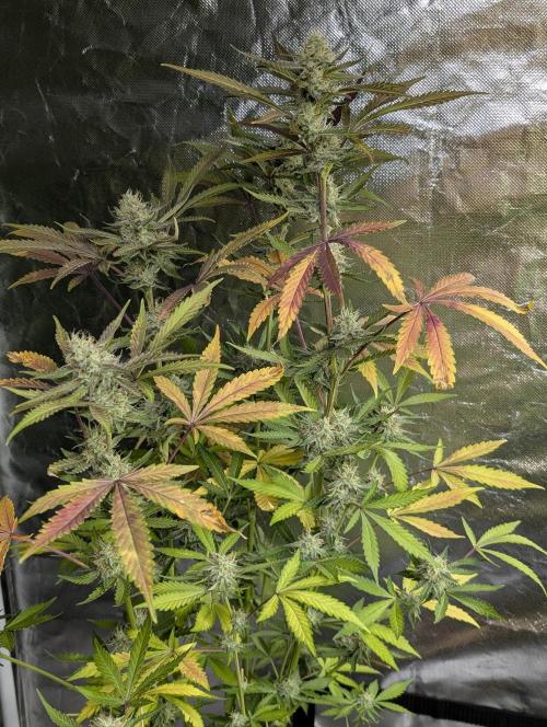 Chemical Candy Auto x3. Week 9