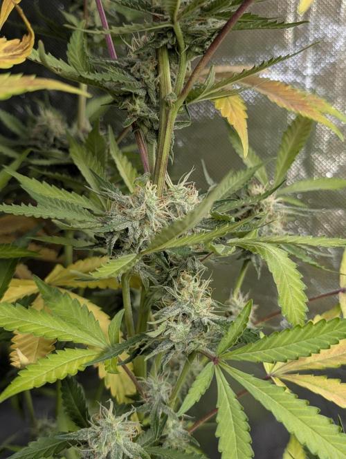 Chemical Candy Auto x3. Week 9