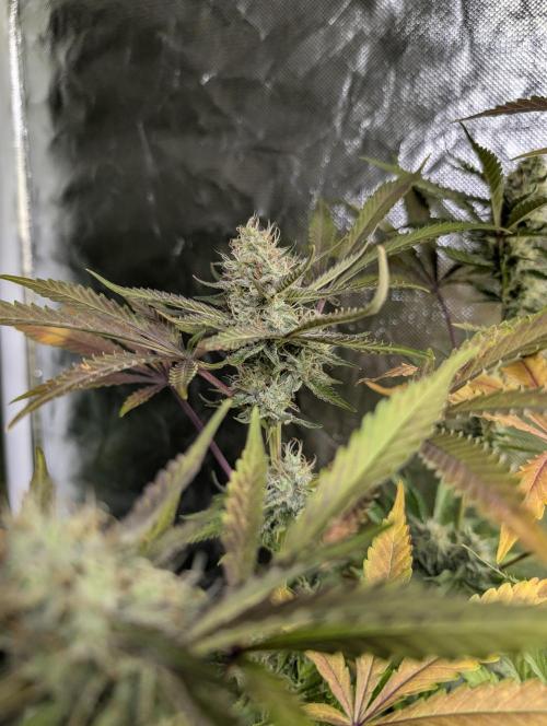 Chemical Candy Auto x3. Week 9