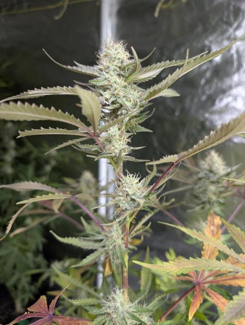 Chemical Candy Auto x3. Week 9