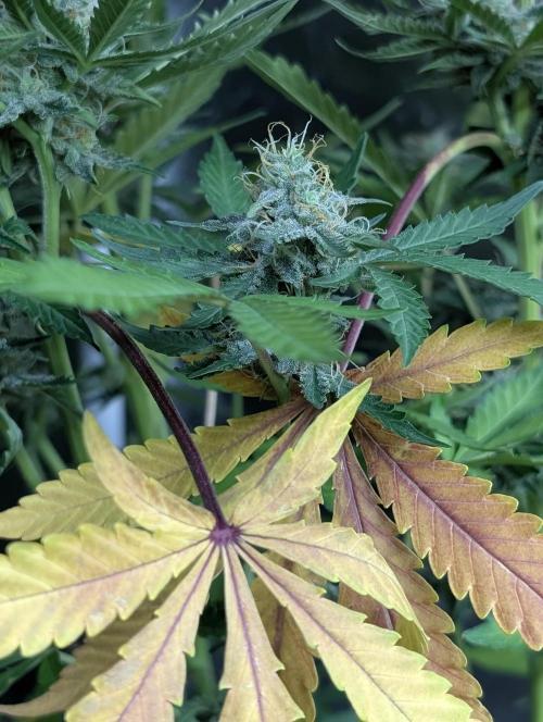 Chemical Candy Auto x3. Week 9