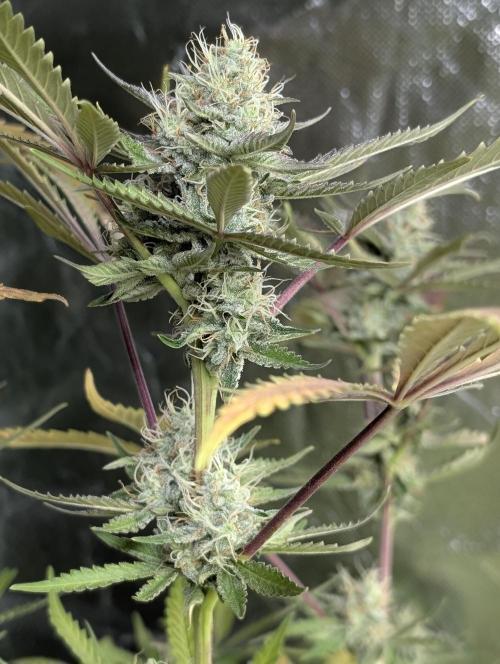 Chemical Candy Auto x3. Week 9