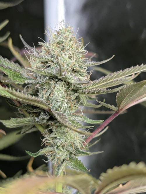 Chemical Candy Auto x3. Week 9