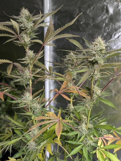 Chemical Candy Auto x3. Week 9