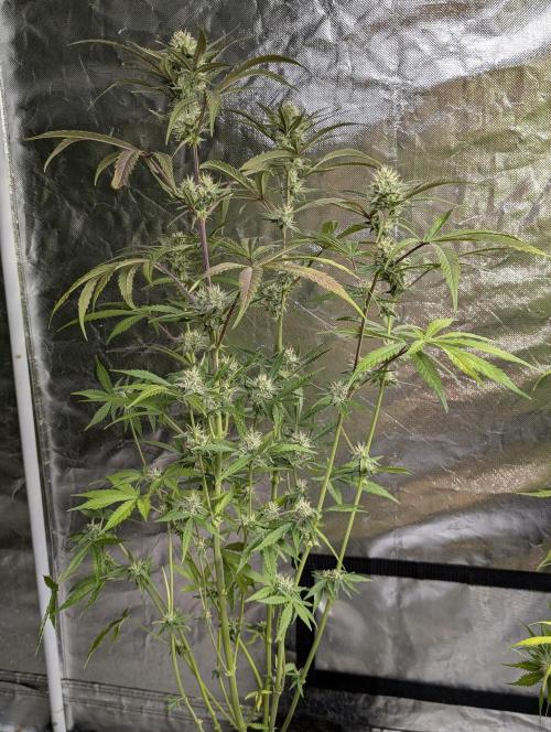 Chemical Candy Auto x3. Week 9 - 2