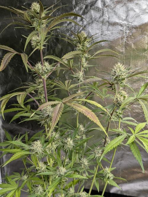 Chemical Candy Auto x3. Week 9