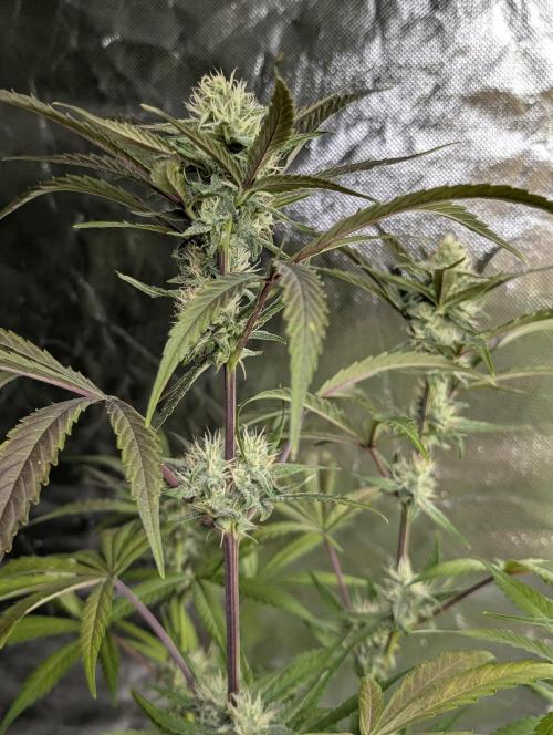 Chemical Candy Auto x3. Week 9