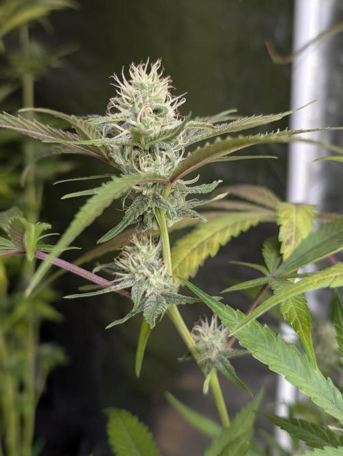 Chemical Candy Auto x3. Week 9