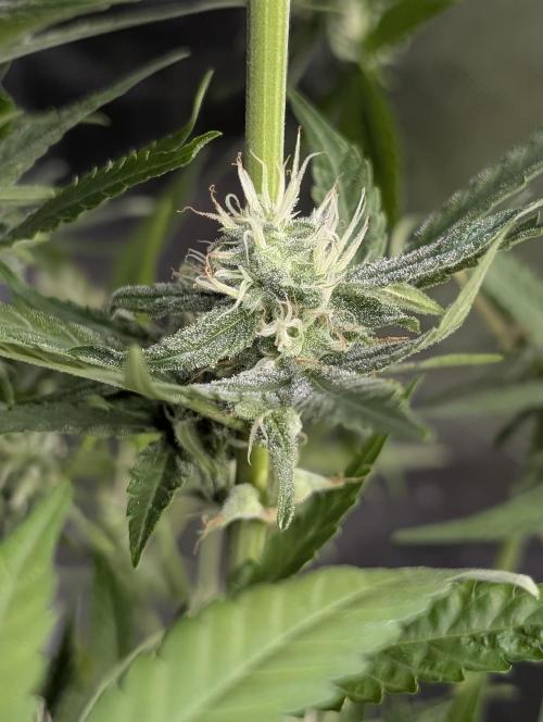 Chemical Candy Auto x3. Week 9