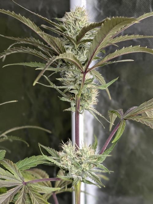 Chemical Candy Auto x3. Week 9
