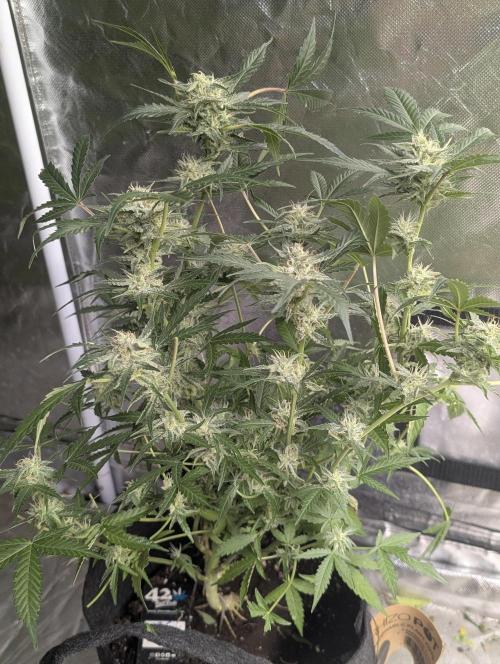 Chemical Candy Auto x3. Week 9 - 3