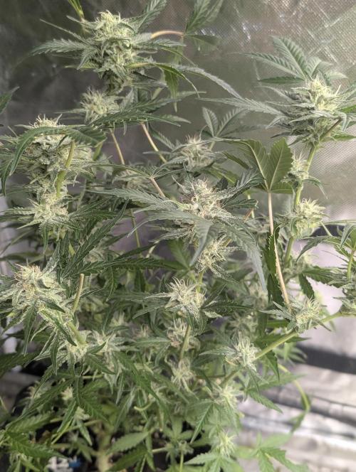 Chemical Candy Auto x3. Week 9
