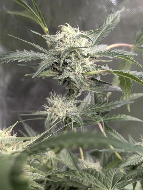 Chemical Candy Auto x3. Week 9