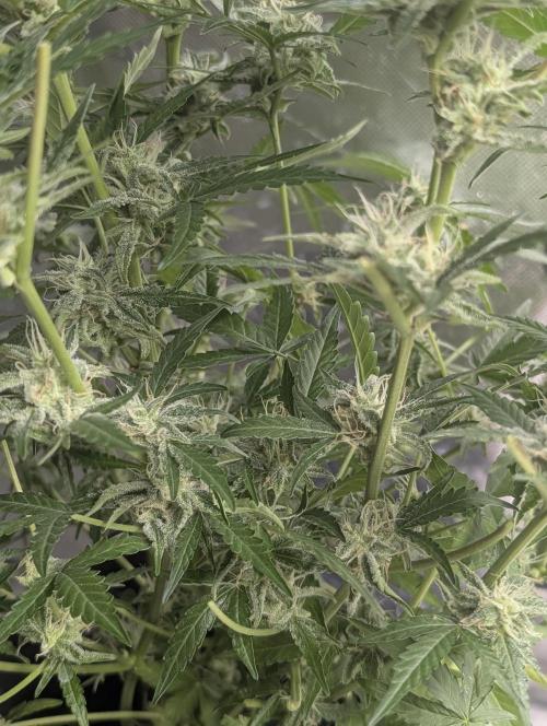 Chemical Candy Auto x3. Week 9