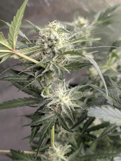 Chemical Candy Auto x3. Week 9