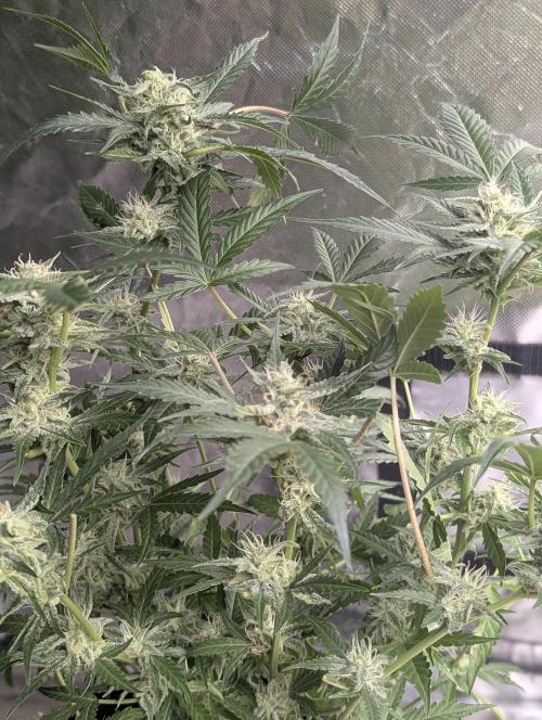 Chemical Candy Auto x3. Week 9