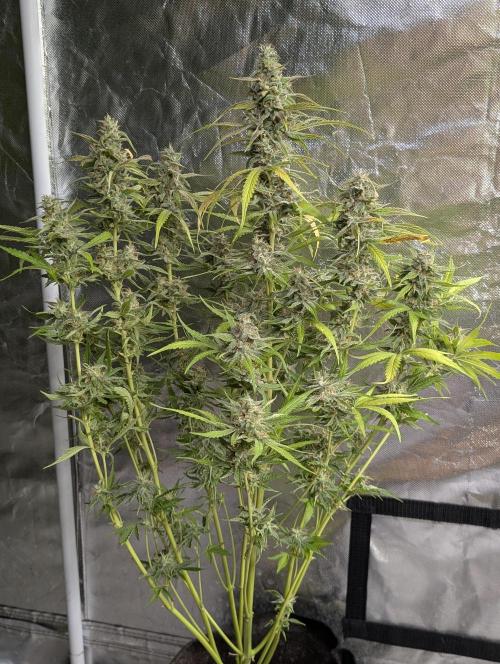 Frosted Guava Auto x3. Week 9 - 1