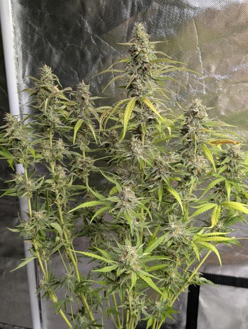 Frosted Guava Auto x3. Week 9