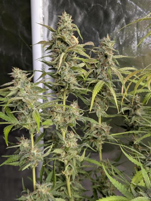 Frosted Guava Auto x3. Week 9