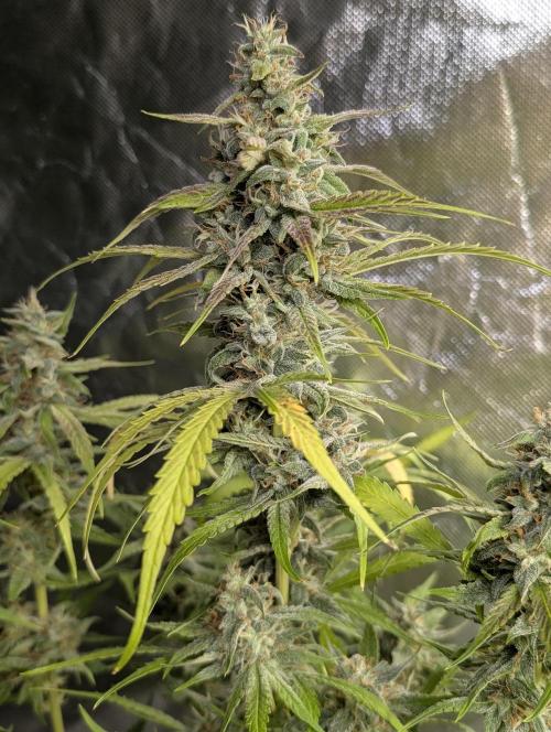 Frosted Guava Auto x3. Week 9