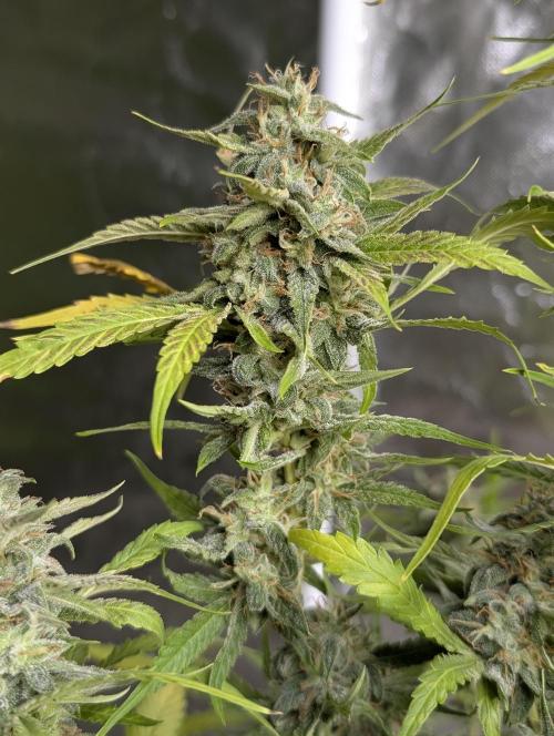 Frosted Guava Auto x3. Week 9