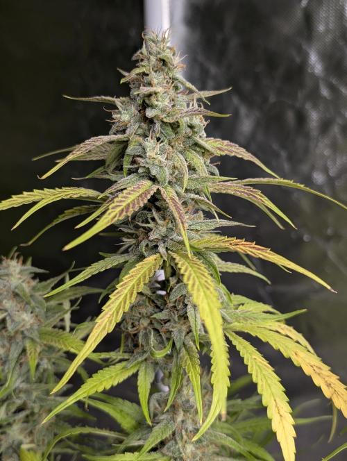 Frosted Guava Auto x3. Week 9