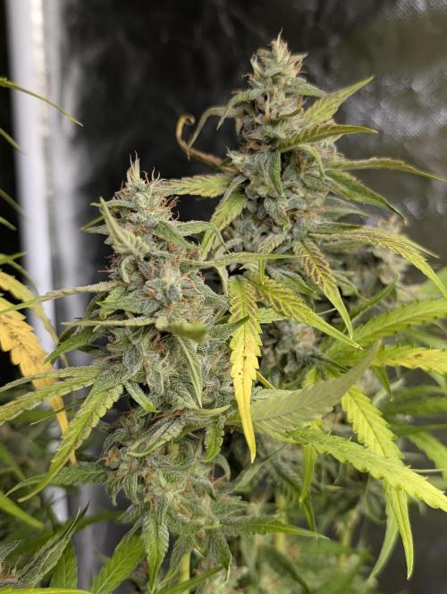 Frosted Guava Auto x3. Week 9