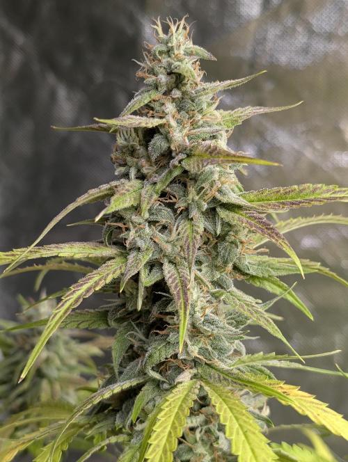 Frosted Guava Auto x3. Week 9