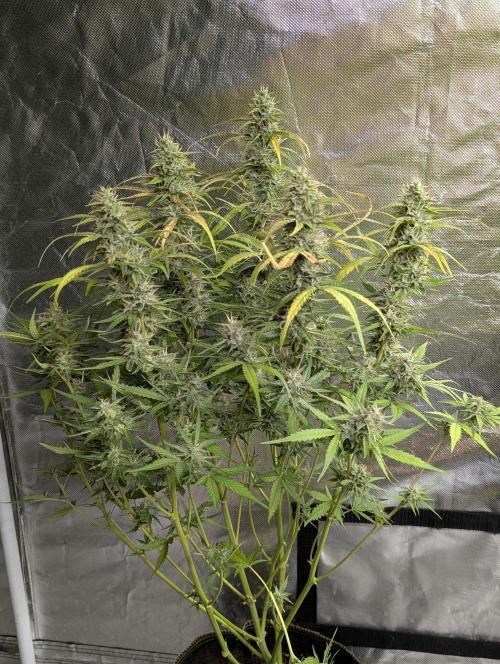Frosted Guava Auto x3. Week 9 - 2