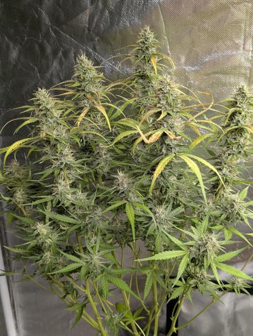 Frosted Guava Auto x3. Week 9