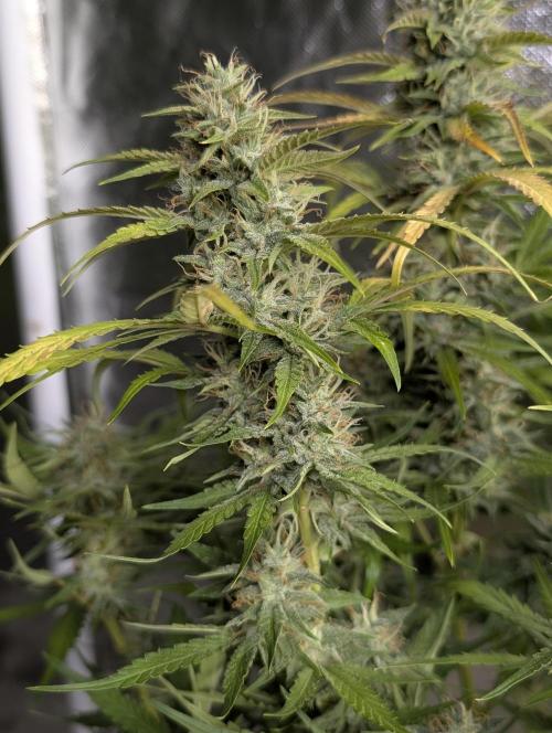 Frosted Guava Auto x3. Week 9