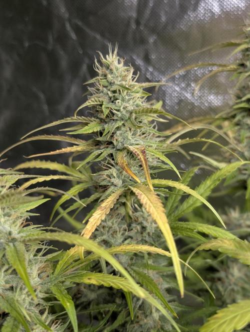 Frosted Guava Auto x3. Week 9