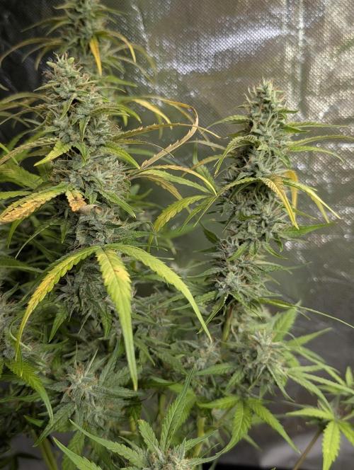 Frosted Guava Auto x3. Week 9