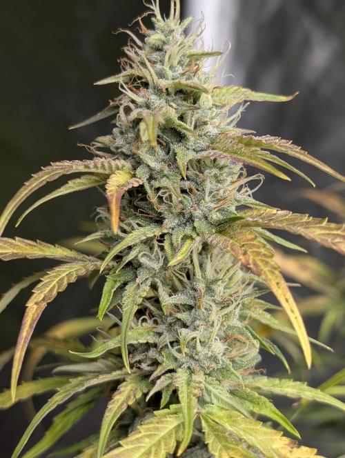 Frosted Guava Auto x3. Week 9